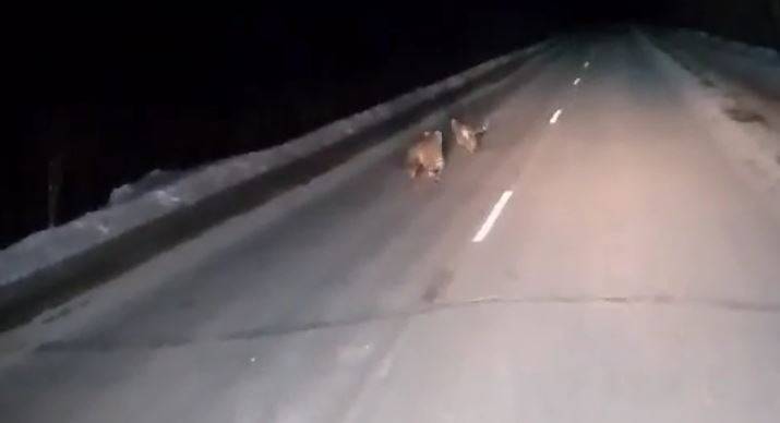 Тигриные игры на трассе в Приморье попали на видео
