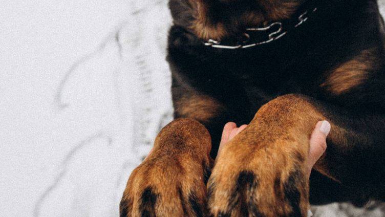 Ротвейлер "порвал" ребенка в Приморье: мальчик получил страшные травмы