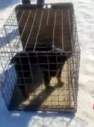 Собака напала на детей у кинотеатра в Арсеньеве Собака напала на детей у кинотеатра в Арсеньеве