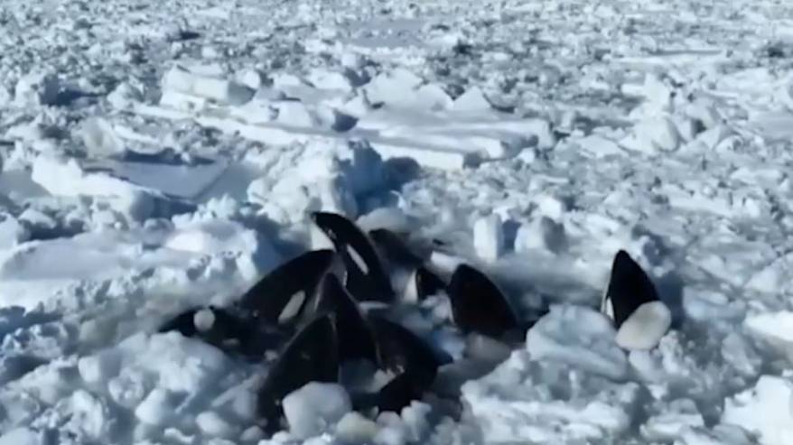 Более 10 косаток могут погибнуть в ледовом плену в Японском море - жесткие кадры