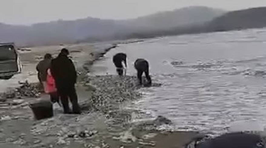 «Гребут ведрами»: море сделало щедрый подарок приморцам «Гребут ведрами»: море сделало щедрый подарок приморцам
