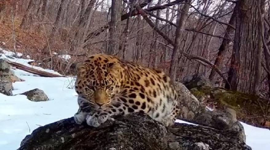 Тергоровая реакция: лиса решила «отжать» территорию леопарда (видео)