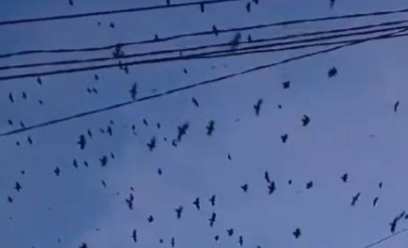 «Спокойствие, только спокойствие»: стаи ворон в небе напугали горожан «Спокойствие, только спокойствие»: стаи ворон в небе напугали горожан