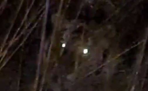 "Выскочил перед машиной": приморцы повстречались с хищником