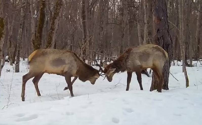«Эксклюзивные кадры»: уникальные моменты поединков за самку в тайге «Эксклюзивные кадры»: уникальные моменты поединков за самку в тайге