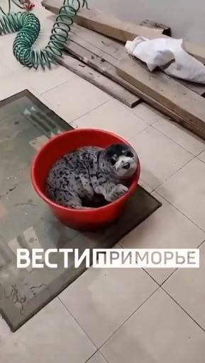 "Как долматинец": восьмого тюлененка везут в реабилитационный центр в Приморье