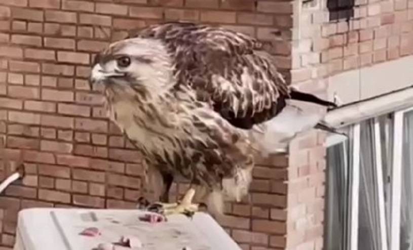 Хищник прилетел за лакомством на балкон жителей Владивостока
