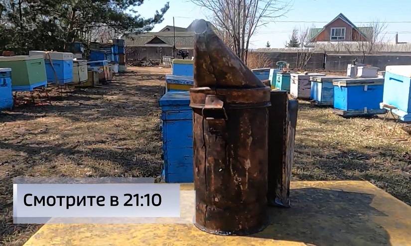Массовый падеж пчел подорвал медоносную базу в Приморье Массовый падеж пчел подорвал медоносную базу в Приморье