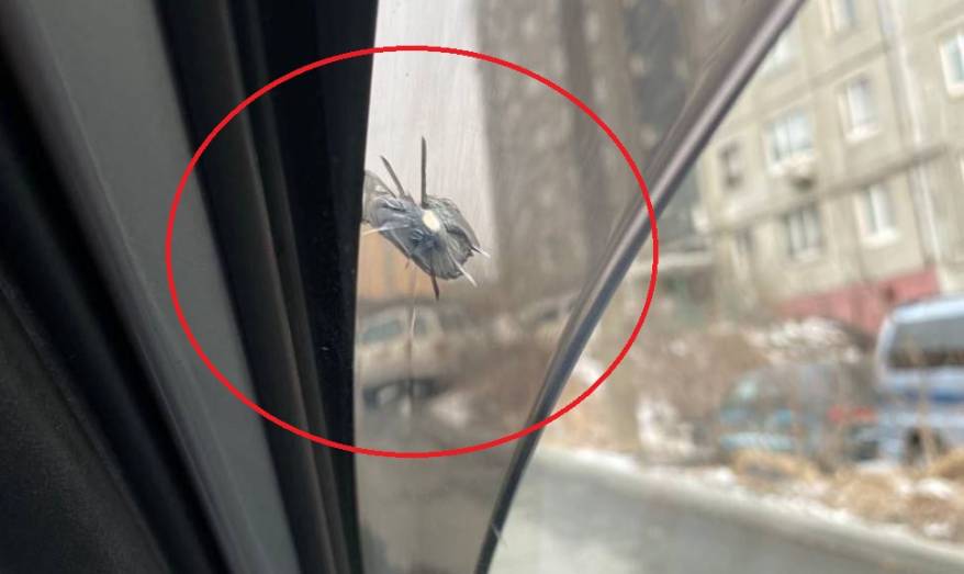 Неизвестный расстрелял автомобиль с людьми во Владивостоке