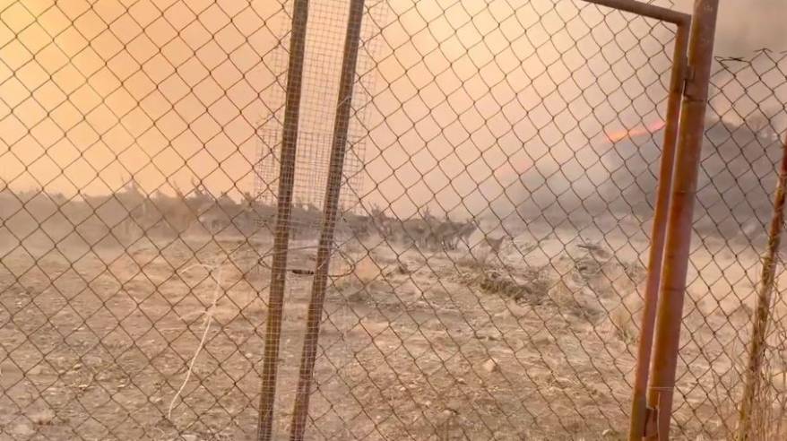 Трагедия разыгралась в Приморье: стадо оленей оказалось в огненной ловушке