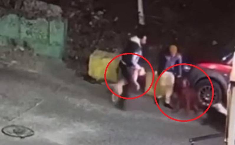 «Машины для убийства» набросились на собаку и ее хозяина во дворе многоэтажки