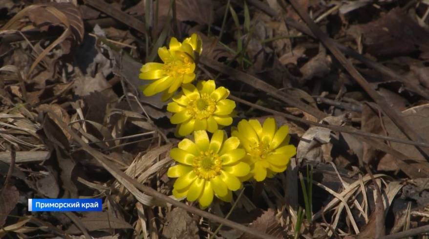 Апрель в Приморье оказался теплым и сухим