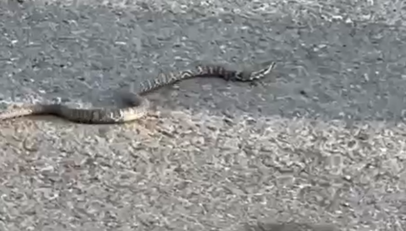Ядовитая змея забралась в автомобиль в Приморье: жуткий случай попал на видео