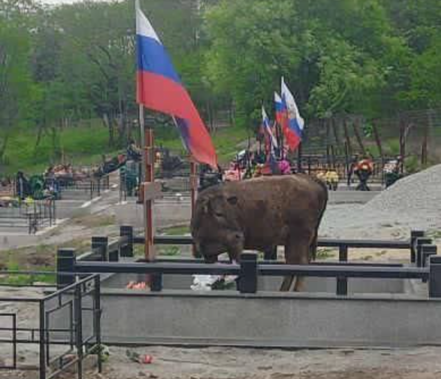 "Вандалы с рогами и копытами": жители Славянки пришли на кладбище и обомлели