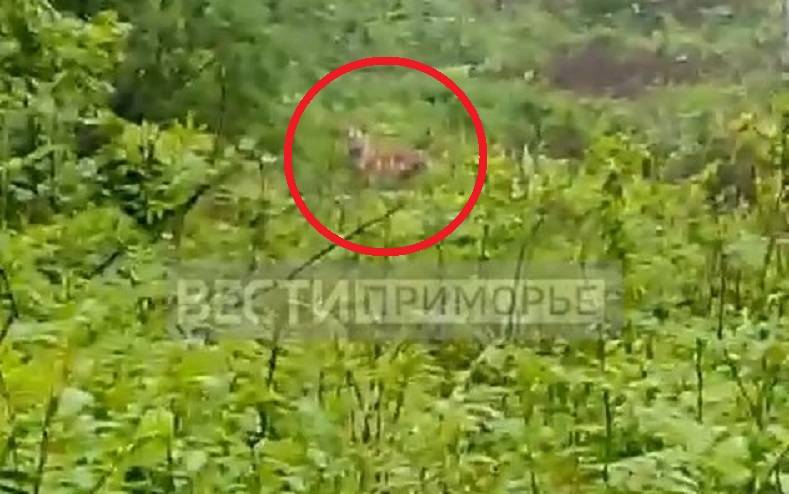 Загрыз двух собак: тигр пришел в поселок Пластун (видео) Загрыз двух собак: тигр пришел в поселок Пластун (видео)