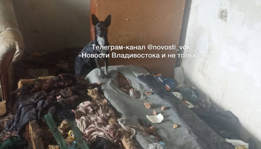 "Запах стоит ужасный": ад для соседей по дому устроила жительница Приморья (18+)