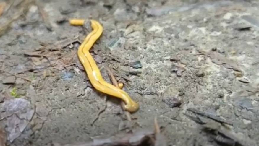 Новый вид червя-молота впервые обнаружили учёные в лесу на Русском острове Новый вид червя-молота впервые обнаружили учёные в лесу на Русском острове