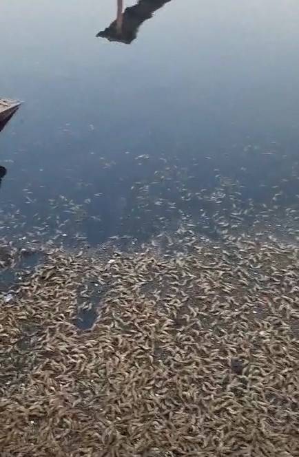 Специалисты назвали возможную причину массового мора чилима в Приморье