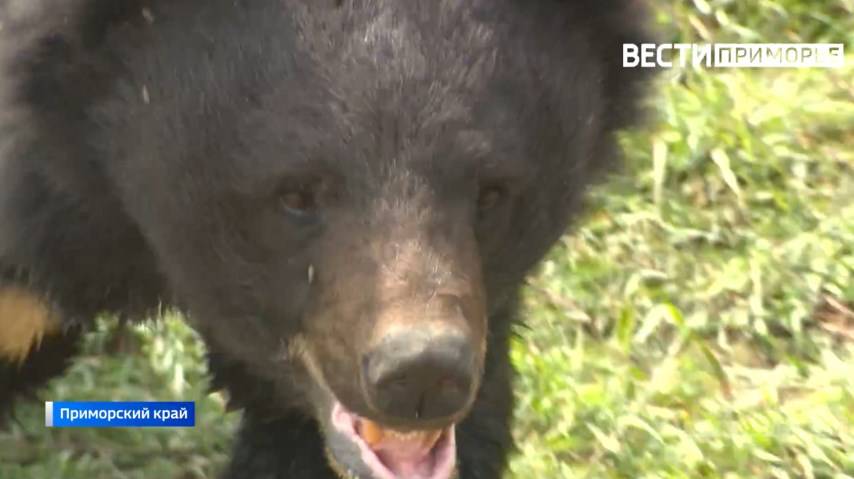Медведь пытался ворваться в жилой дом в Приморье, есть жертвы