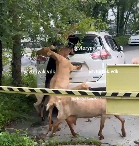 Козлы «кошмарят» улицы Владивостока (видео) Козлы «кошмарят» улицы Владивостока (видео)