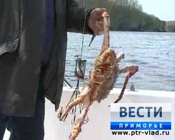 Экспорт живого краба из России в Южную Корею вырос на 69% Экспорт живого краба из России в Южную Корею вырос на 69%