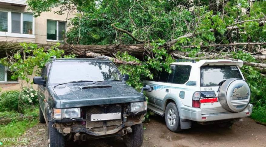 Дерево «похоронило» под собой два авто во Владивостоке Дерево «похоронило» под собой два авто во Владивостоке