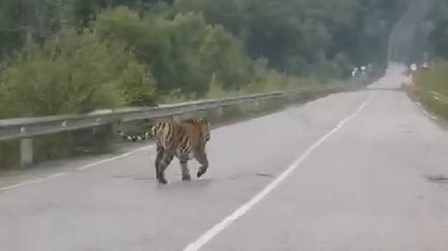 Поведение приморцев при встрече с тигром стало достойно похвалы