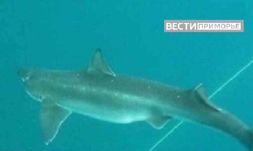 «Кружила рядом, цеплялась»: акула привела в ужас рыбаков «Кружила рядом, цеплялась»: акула привела в ужас рыбаков