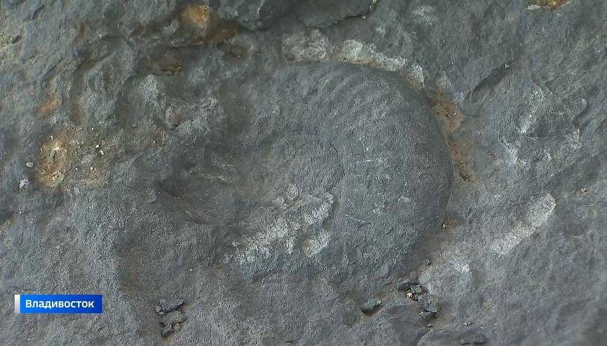 Раковину доисторического моллюска обнаружили в Приморье Раковину доисторического моллюска обнаружили в Приморье