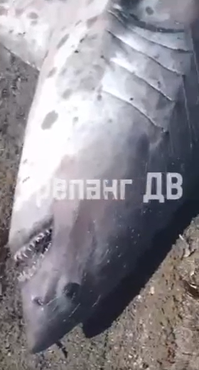 "Джипом тащили": гигантскую хищницу выловили рыбаки в Приморье