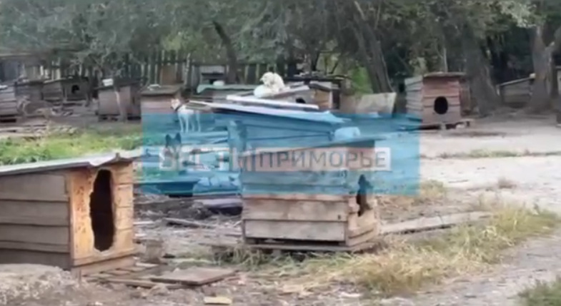 «Засаду» на медведя-людоеда устроили сотрудники Охотнадзора в Приморье