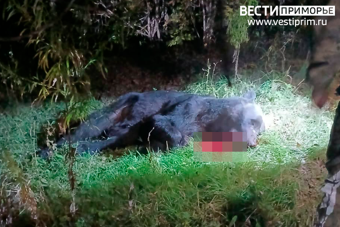 Медведь-людоед убит в Приморье