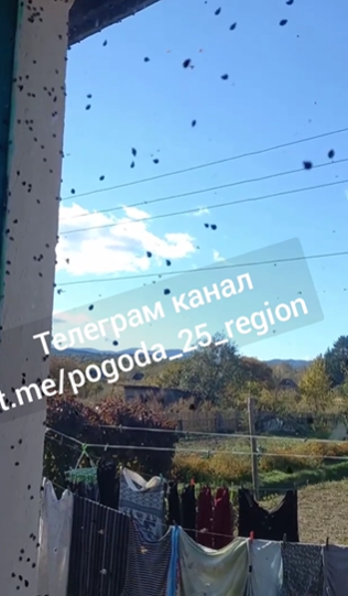"Кусаются как собаки, на улицу не выйти": полчища насекомых атакуют приморцев