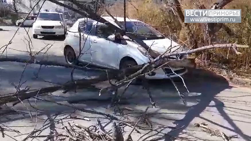 Деревья под силой ветра падают на авто во Владивостоке