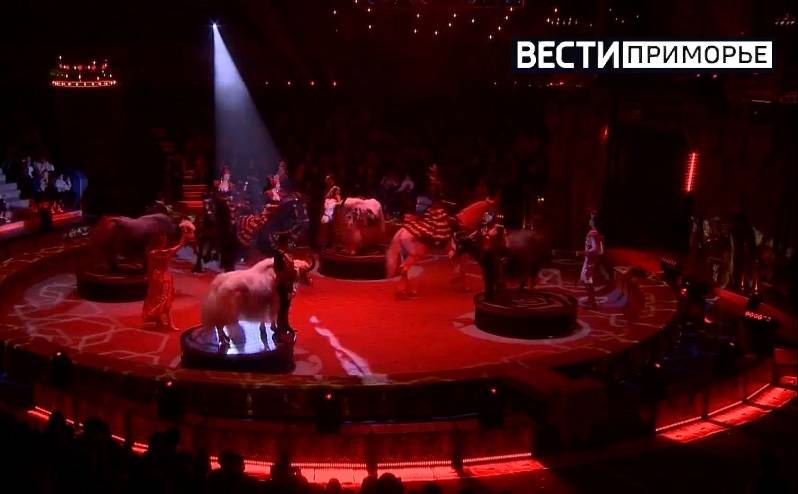 Животным запретят выступать в цирке? Госдума рассмотрит законопроект Животным запретят выступать в цирке? Госдума рассмотрит законопроект