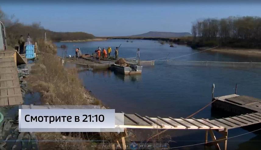 Аномально низкий нерест кеты – в реках Приморья Аномально низкий нерест кеты – в реках Приморья