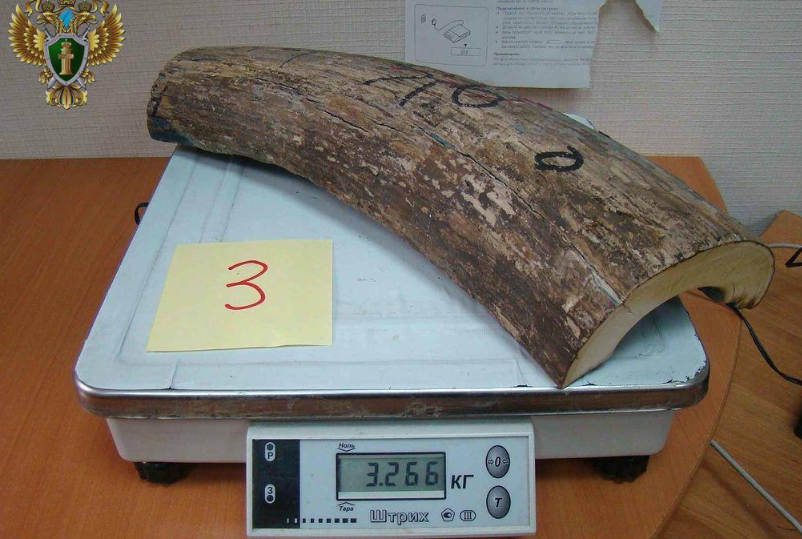 Дело о многомиллионной контрабанде бивней мамонта направлено в суд в Приморье Дело о многомиллионной контрабанде бивней мамонта направлено в суд в Приморье