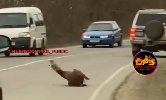 "Рога поотлетали": жуткое происшествие на дороге в Приморье попало на видео