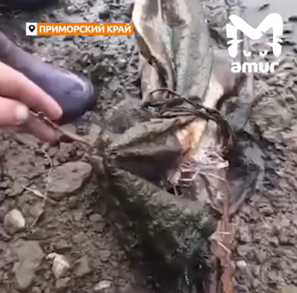 "Преступление раскрыто": неожиданный "улов" вытащили приморцы из реки