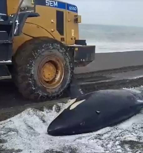 Спецоперация по спасению: косатку выбросило на берег моря