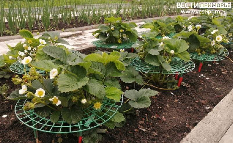 Штраф для дачников введен в Приморье Штраф для дачников введен в Приморье
