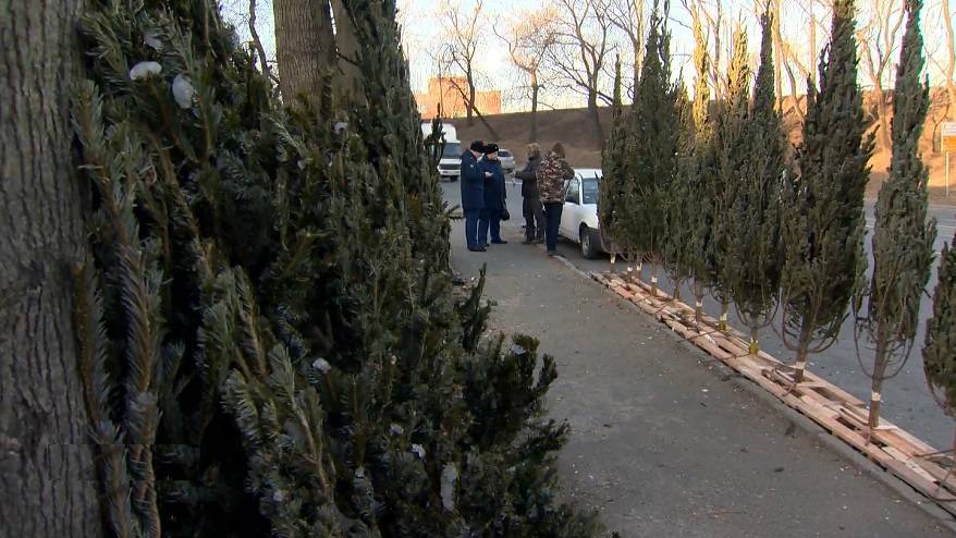 Рейды продолжаются: елки изымают у недобросовестных торговцев во Владивостоке