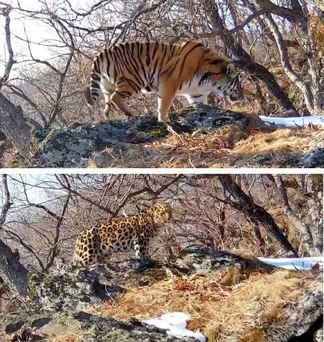 Тропы пересекаются: амурский тигр и дальневосточный леопард – на одной фотоловушке
