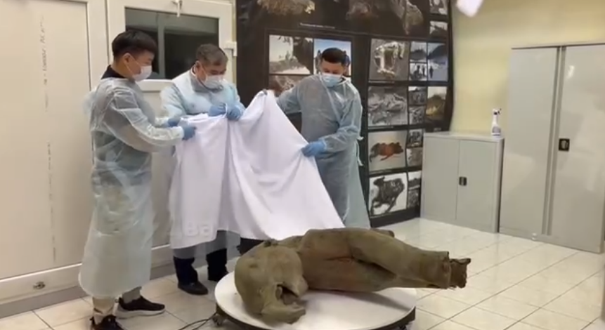 Уникальная туша мамонтёнка возрастом 50 тысяч лет обнаружена на Дальнем Востоке Уникальная туша мамонтёнка возрастом 50 тысяч лет обнаружена на Дальнем Востоке
