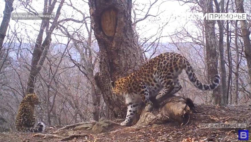 На усиленный режим охраны перешли госинспекторы «Земли леопарда»