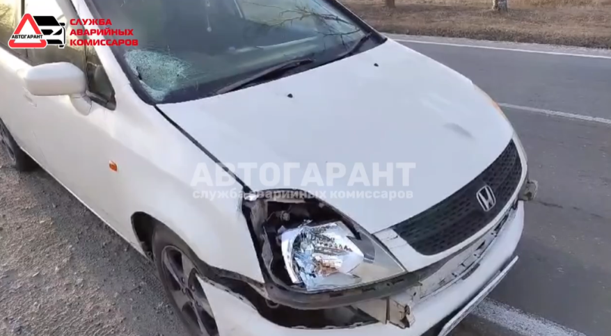 "Вот это удар": водитель Honda Stream сбил женщину-пешехода в Приморье