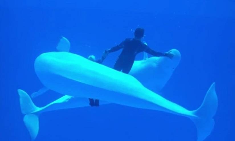 «Милота какая»: завораживающее шоу показали белухи океанариума в Приморье (видео) «Милота какая»: завораживающее шоу показали белухи океанариума в Приморье (видео)