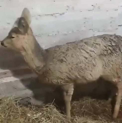 Раненый малыш косули пришел за помощью к приморцам