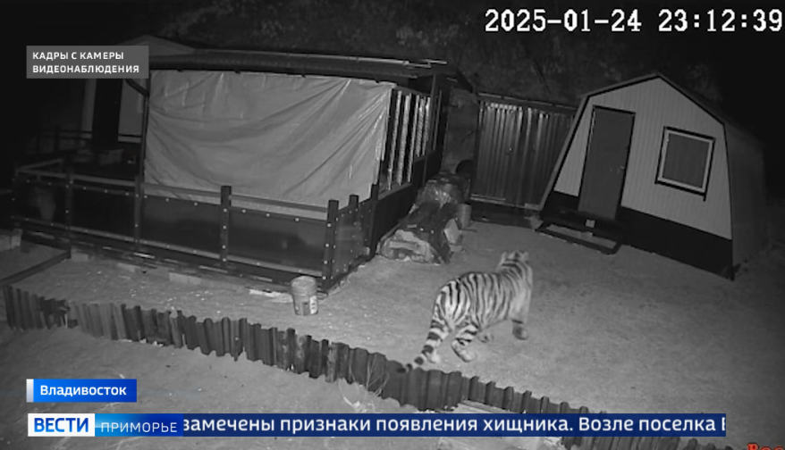 Тигры все чаще появляются в населенных пунктах Приморья: можно ли контролировать хищников?