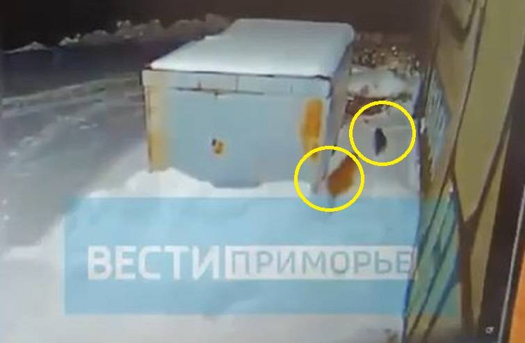 Тигр устроил охоту на собаку и приступил к «трапезе» под камерой в Приморье Тигр устроил охоту на собаку и приступил к «трапезе» под камерой в Приморье